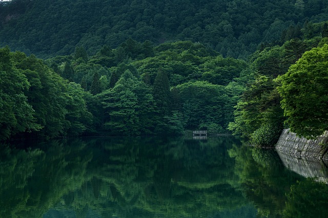 Calming View of Lake in a Forest
